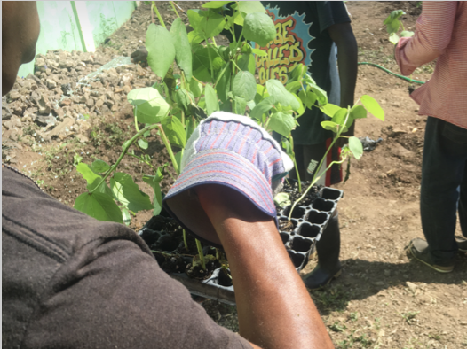 Hands planting seedlings into a seed tray during a Foundation gardening project